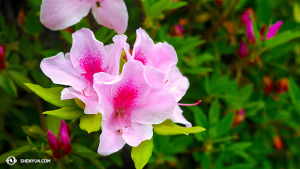 Azaleas. (Foto oleh Ben Chen)