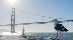 Burung laut bertengger di Teluk San Francisco bay. (Foto oleh penari Kenji Kobayashi)