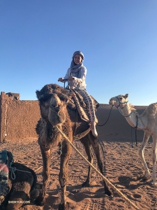 Tiffany berpose bersama teman barunya, unta berpunuk satu.