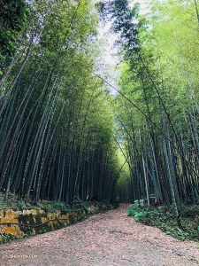 Tidak jauh dari Jepang, Penari Jeff Chuang menempuh perjalanan kaki yang tenang melalui hutan bambu di Alishan, Taiwan…