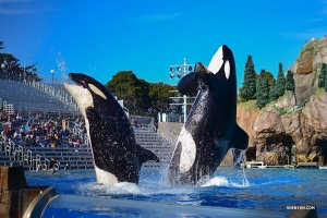 Di San Diego, California, Perusahaan Global Shen Yun mengunjungi paus, lumba-lumba, dan penguin di Sea World. (Foto oleh Johnny Cao)